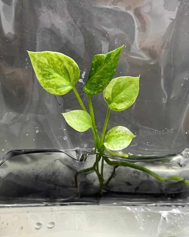 Anthurium Vittarifolium Variegated Tissue Culture (1 item/bag)