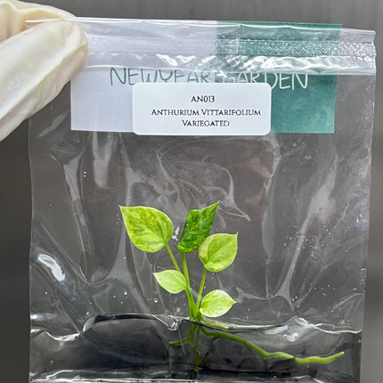 Anthurium Vittarifolium Variegated Tissue Culture (1 item/bag)