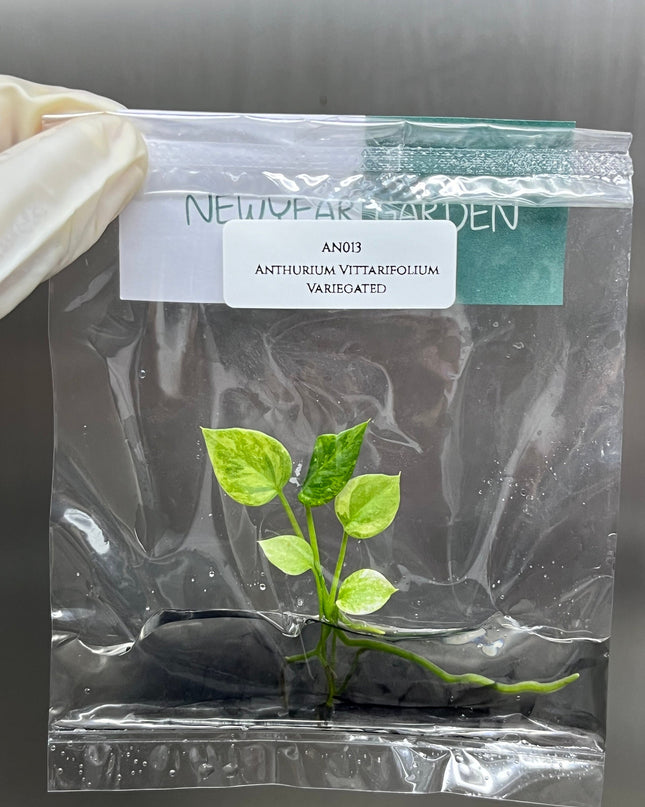Anthurium Vittarifolium Variegated Tissue Culture (1 item/bag)