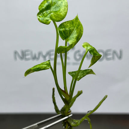 Anthurium Hookeri Variegated Tissue Culture (1 item/bag)