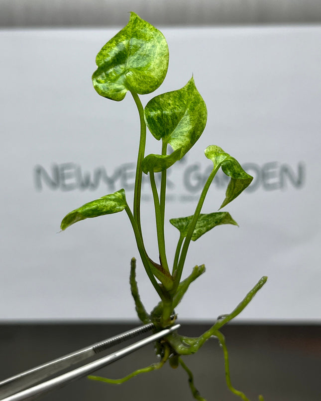 Anthurium Hookeri Variegated Tissue Culture (1 item/bag)