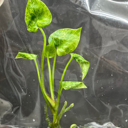 Anthurium Hookeri Variegated Tissue Culture (1 item/bag)