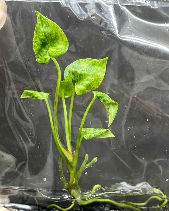 Anthurium Hookeri Variegated Tissue Culture (1 item/bag)
