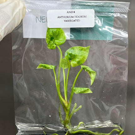 Anthurium Hookeri Variegated Tissue Culture (1 item/bag)