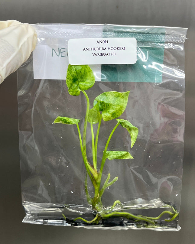 Anthurium Hookeri Variegated Tissue Culture (1 item/bag)
