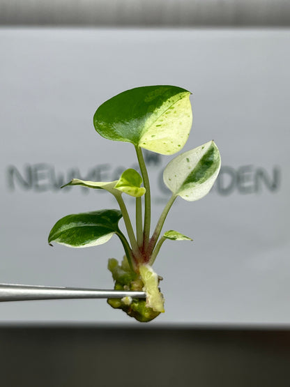 Anthurium 'Renaissance' White-Yellow Variegated Tissue Culture (1 item/bag)