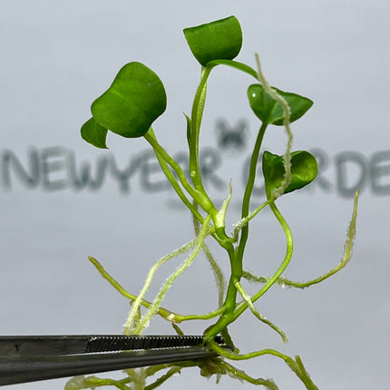 Anthurium Warocqueanum (Dark Queen) Tissue Culture (1 item/bag)