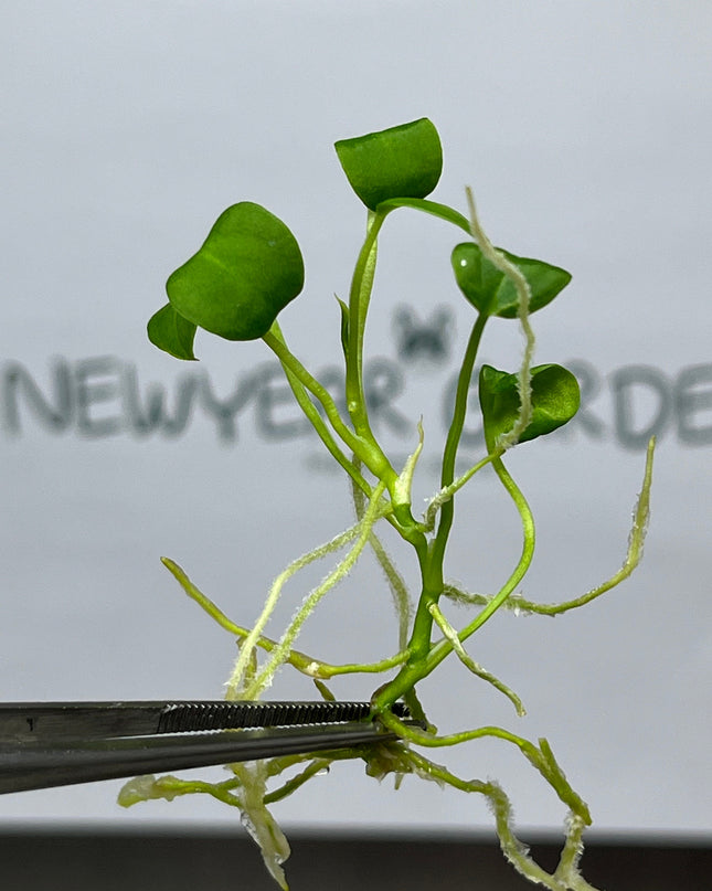 Anthurium Warocqueanum (Dark Queen) Tissue Culture (1 item/bag)