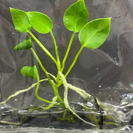 Anthurium Warocqueanum (Dark Queen) Tissue Culture (1 item/bag)