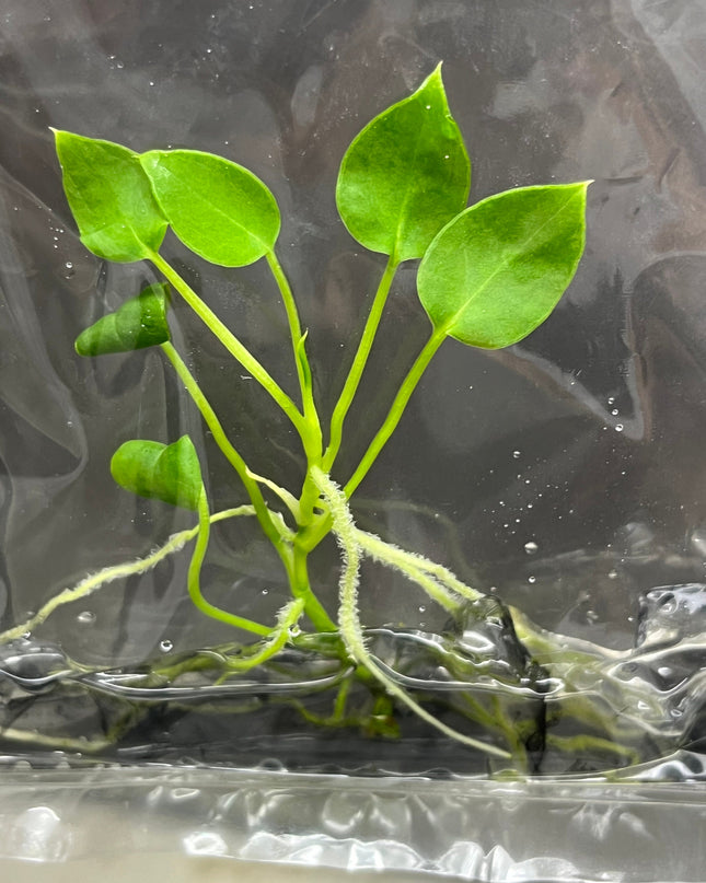 Anthurium Warocqueanum (Dark Queen) Tissue Culture (1 item/bag)