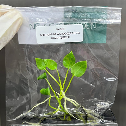 Anthurium Warocqueanum (Dark Queen) Tissue Culture (1 item/bag)