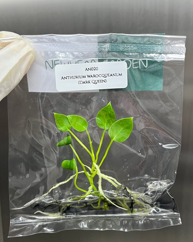 Anthurium Warocqueanum (Dark Queen) Tissue Culture (1 item/bag)