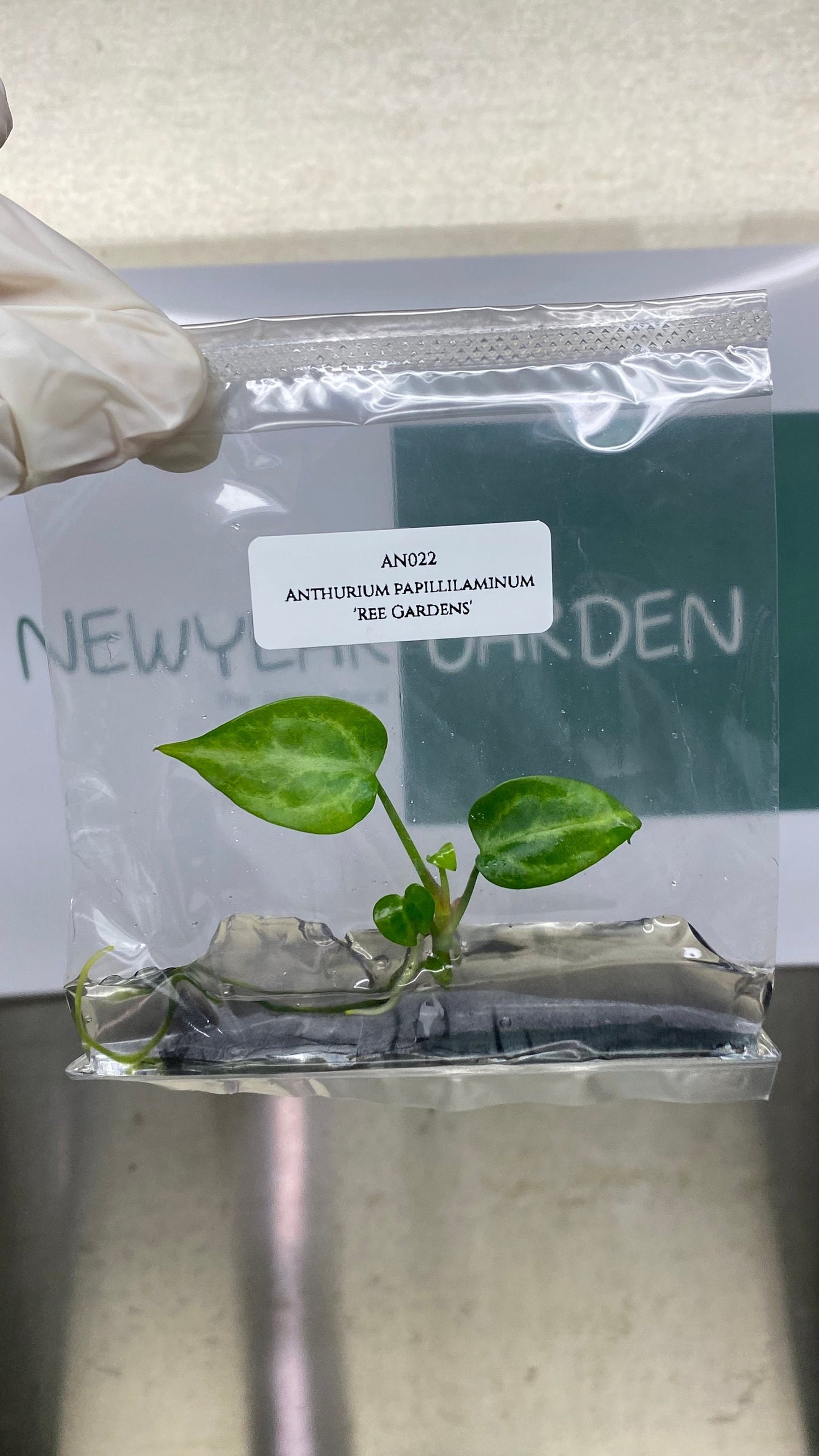Anthurium Paillilaminum Ree Gardens Tissue Culture (1 item/bag)