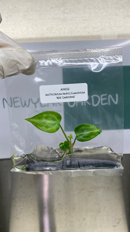 Anthurium Paillilaminum Ree Gardens Tissue Culture (1 item/bag)