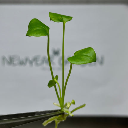 Anthurium Brownii Tissue Culture (5 items/bag)