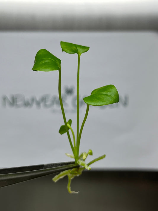 Anthurium Brownii Tissue Culture (5 items/bag)