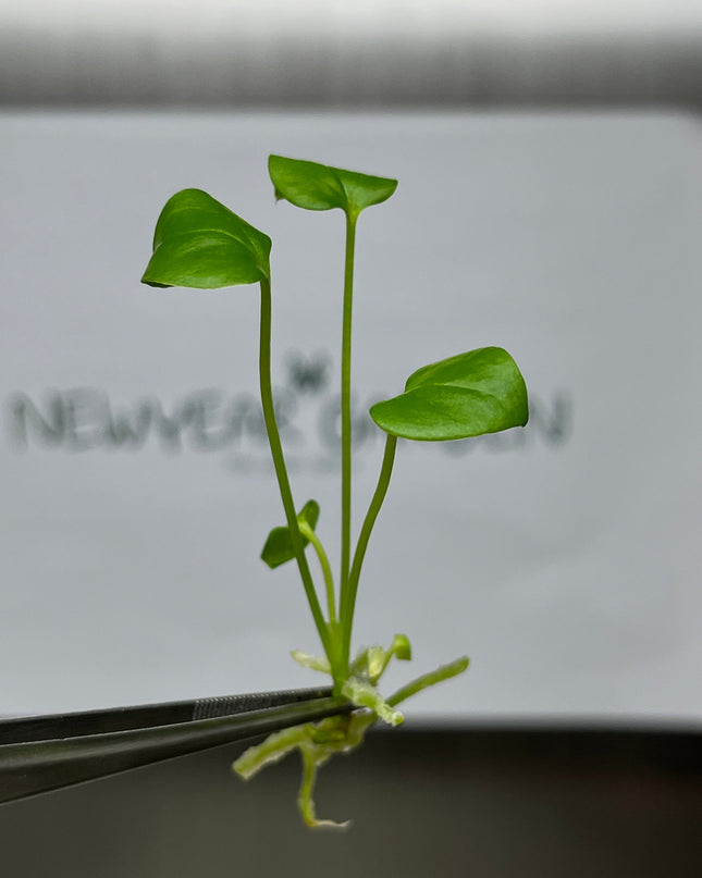 Anthurium Brownii Tissue Culture (5 items/bag)