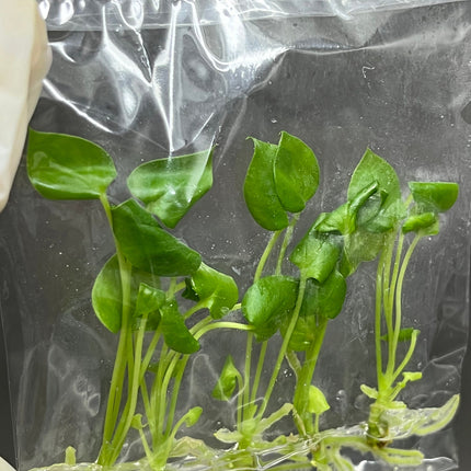 Anthurium Brownii Tissue Culture (5 items/bag)