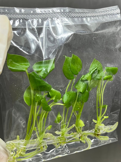 Anthurium Brownii Tissue Culture (5 items/bag)