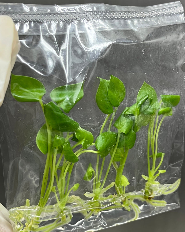 Anthurium Brownii Tissue Culture (5 items/bag)
