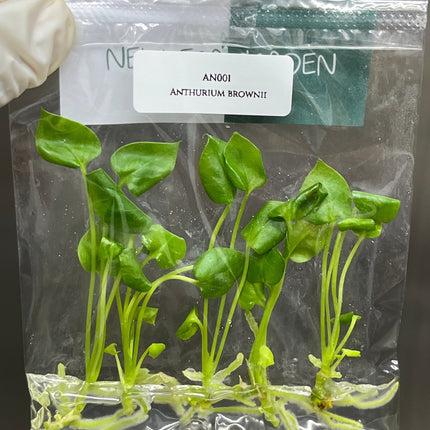 Anthurium Brownii Tissue Culture (5 items/bag)
