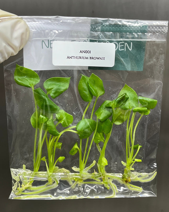 Anthurium Brownii Tissue Culture (5 items/bag)
