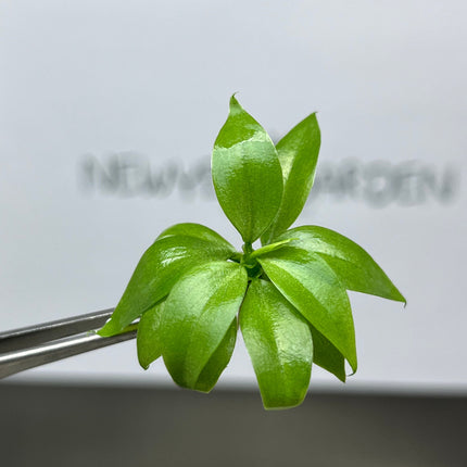 Philodendron Serpens Tissue Culture (5 items/bag)