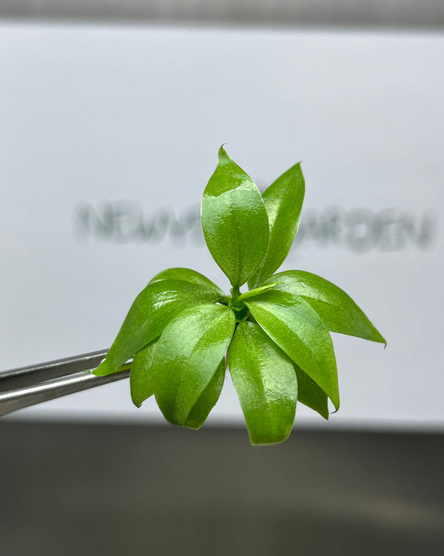 Philodendron Serpens Tissue Culture (5 items/bag)