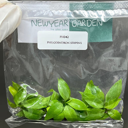 Philodendron Serpens Tissue Culture (5 items/bag)