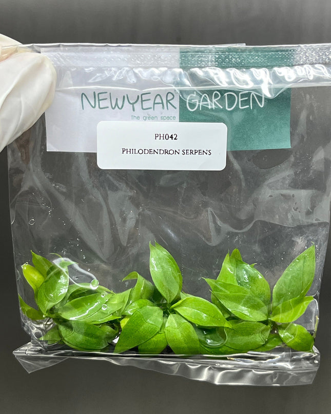 Philodendron Serpens Tissue Culture (5 items/bag)