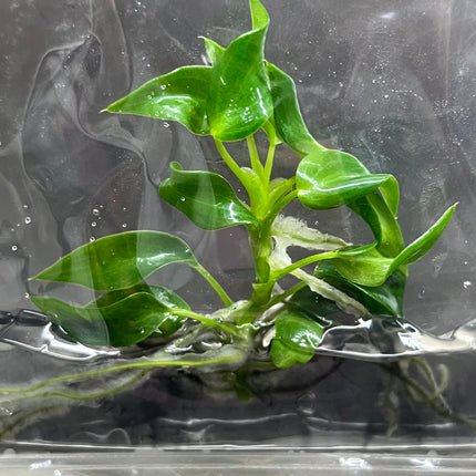 Philodendron Longilobatum Lelano Miyano Tissue Culture (1 item/bag)