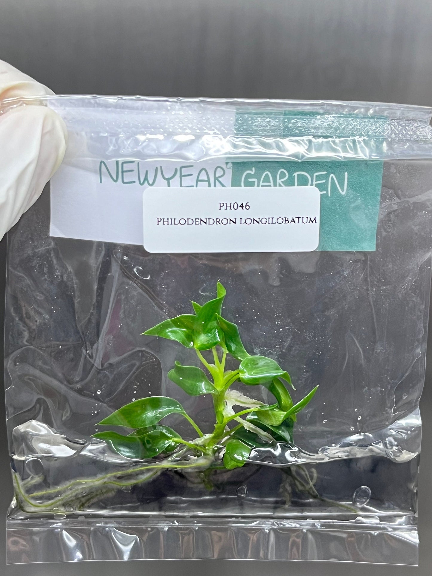 Philodendron Longilobatum Lelano Miyano Tissue Culture (1 item/bag)