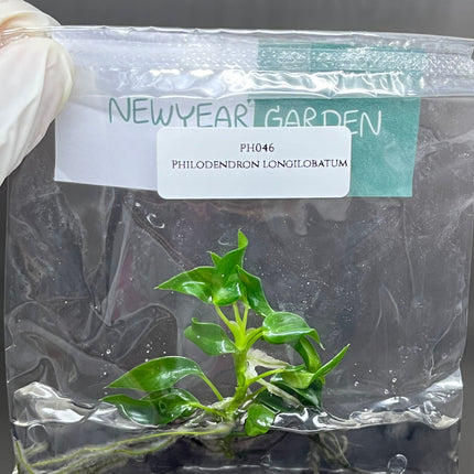 Philodendron Longilobatum Lelano Miyano Tissue Culture (1 item/bag)