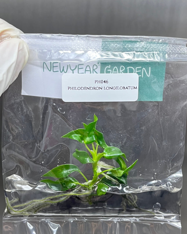Philodendron Longilobatum Lelano Miyano Tissue Culture (1 item/bag)