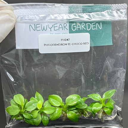 Philodendron El Choco Red Tissue Culture (5 items/bag)