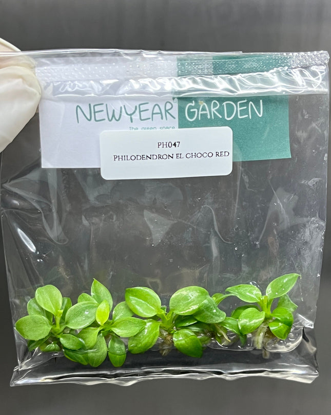 Philodendron El Choco Red Tissue Culture (5 items/bag)