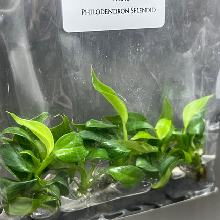 Philodendron Splendid Tissue Culture (5 items/bag)