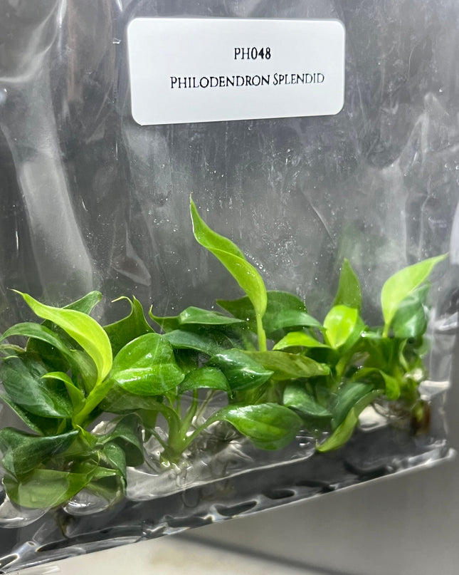 Philodendron Splendid Tissue Culture (5 items/bag)