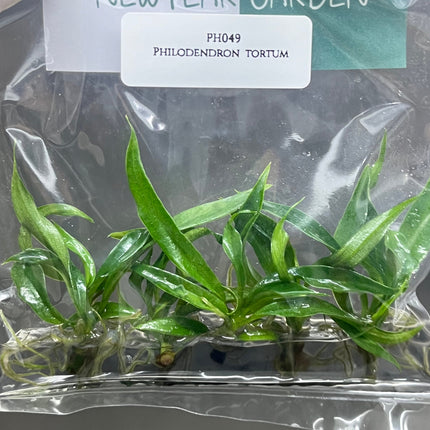 Philodendron Tortum Tissue Culture (5 items/bag)