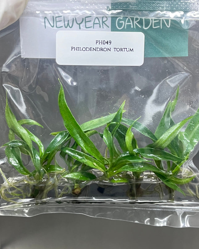 Philodendron Tortum Tissue Culture (5 items/bag)