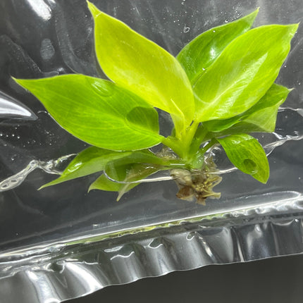 Philodendron Moonlight Variegated Tissue Culture (1 item/bag)