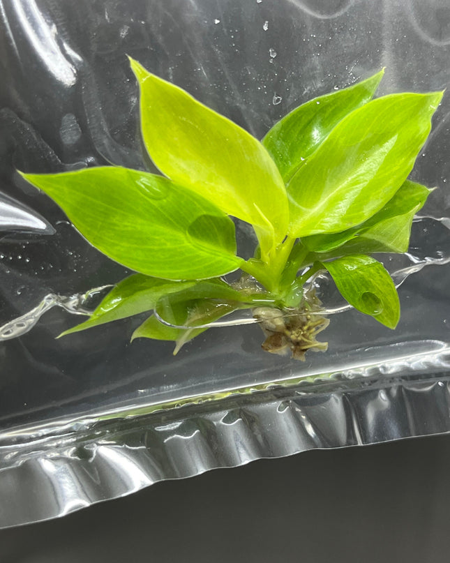Philodendron Moonlight Variegated Tissue Culture (1 item/bag)