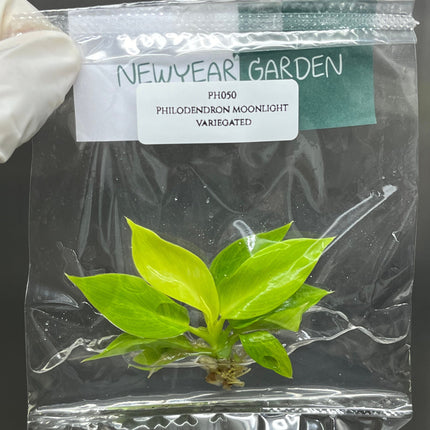 Philodendron Moonlight Variegated Tissue Culture (1 item/bag)