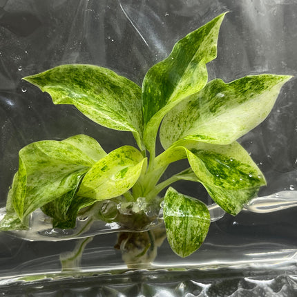 Philodendron Giganteum Variegated Tissue Culture (1 item/bag)