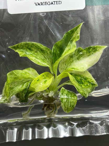 Philodendron Giganteum Variegated Tissue Culture (1 item/bag)
