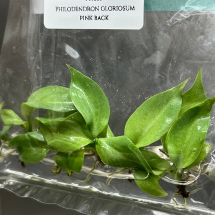 Philodendron Gloriosum Pink Back  Tissue Culture (5 items/bag)