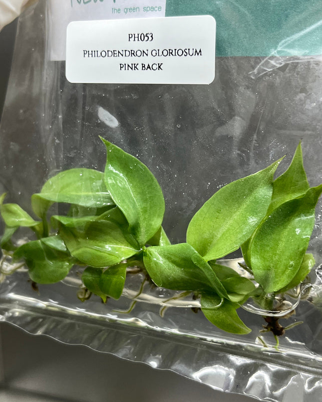 Philodendron Gloriosum Pink Back  Tissue Culture (5 items/bag)