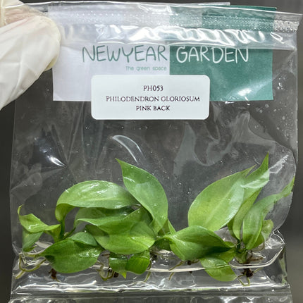 Philodendron Gloriosum Pink Back  Tissue Culture (5 items/bag)