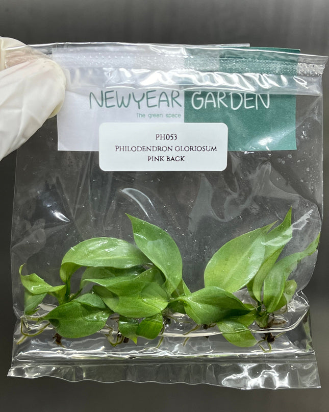 Philodendron Gloriosum Pink Back  Tissue Culture (5 items/bag)