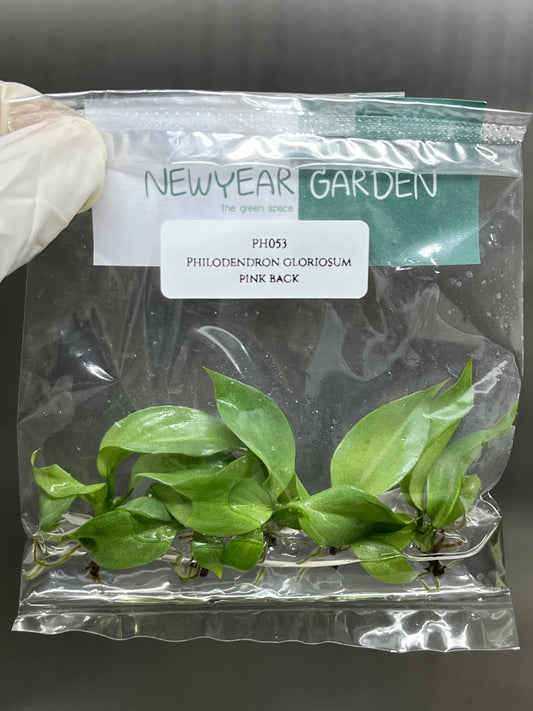 Philodendron Gloriosum Pink Back  Tissue Culture (5 items/bag)